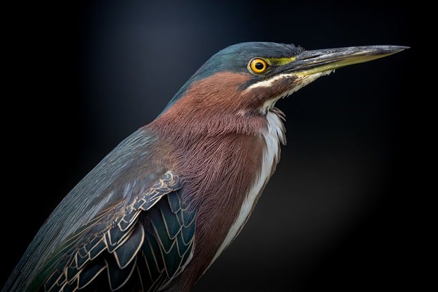 image from Pantanal