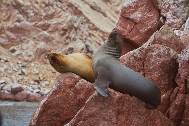 image from Day Trips Paracas