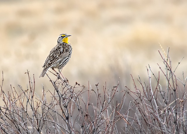 image from Adventure Tours Pashchimanchal Western Region 