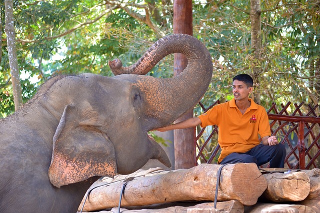 image from Animal Activities Pinnawala