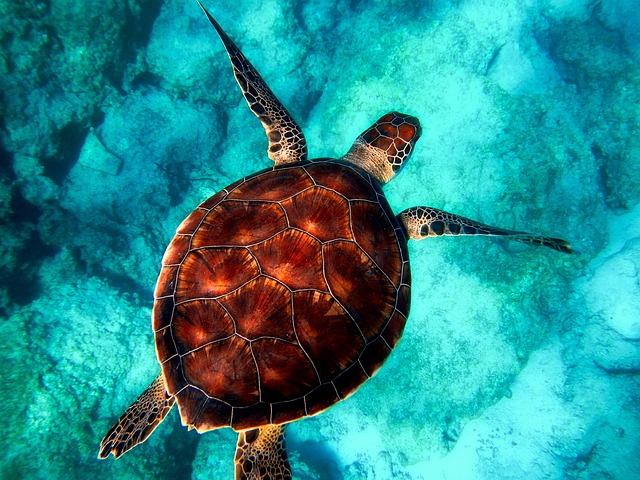 image from Play With Sea Turtles On A Black Sand Beach In Hawaii