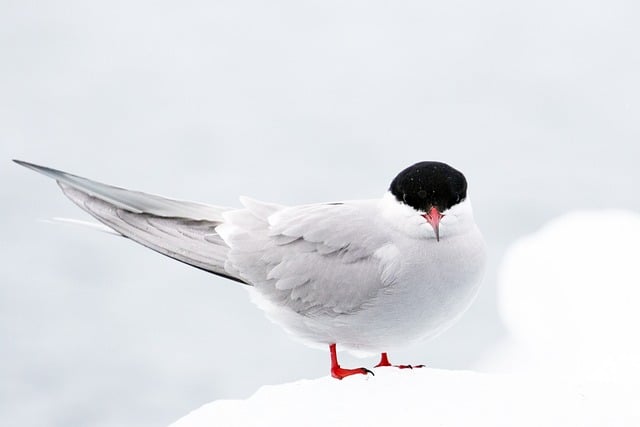 image from Polaria Arctic Museum, Tromso