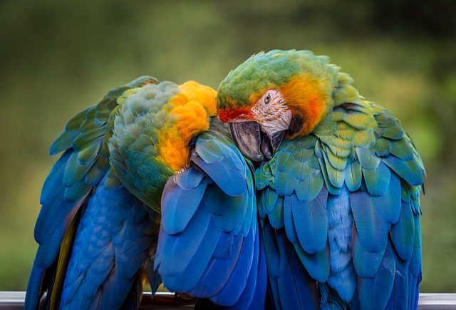 image from Bus Tours Puerto Ayora