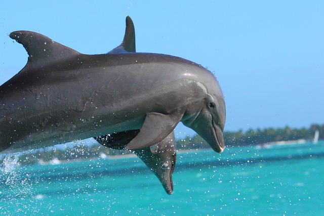 image from Punta Cana Boat Tours