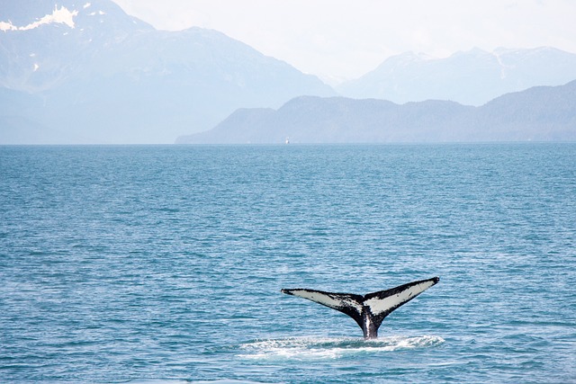 image from Red Bay Basque Whaling Station