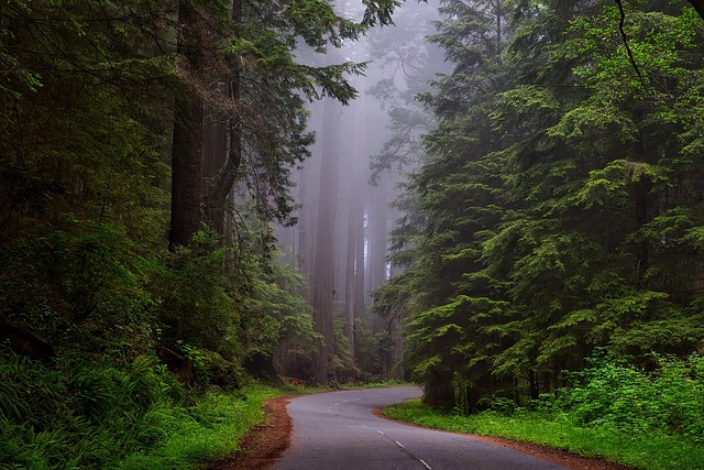 image from Redwoods Whakarewarewa Forest