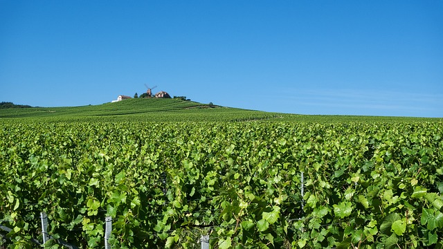 image from Reims-hiking-areas