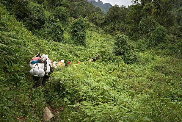 image from Rwenzori Mountains National Park