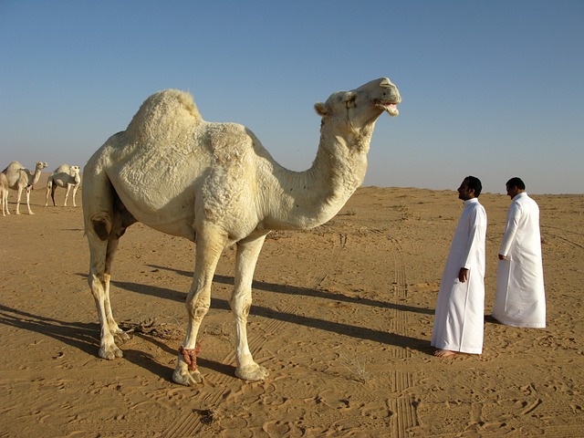 image from Outdoor Activities Saudi Arabia