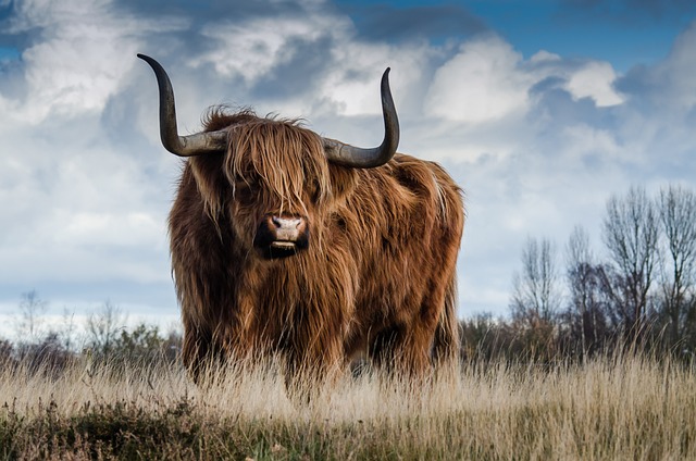 image from Sightseeing Scottish Highlands