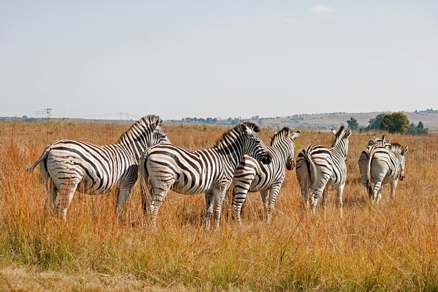 image from Selous Game Reserve