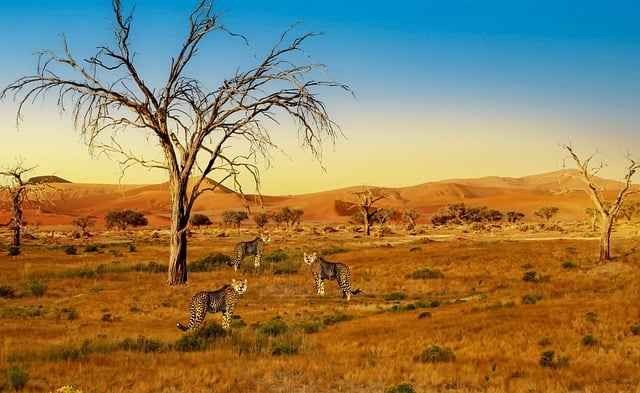 image from Serengeti, Africa