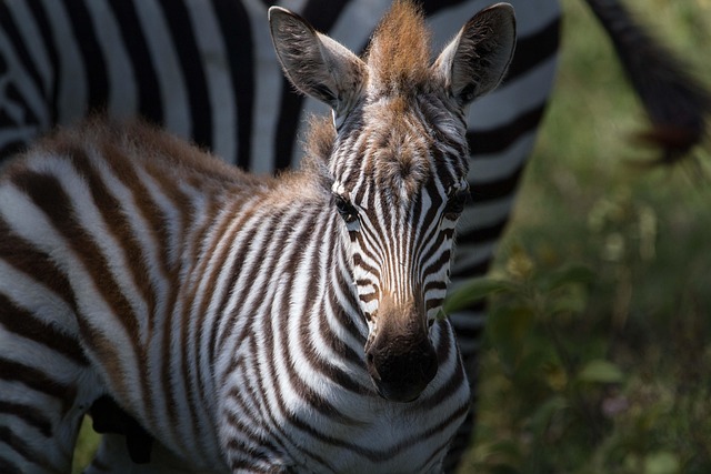 image from Seychelles East Africa