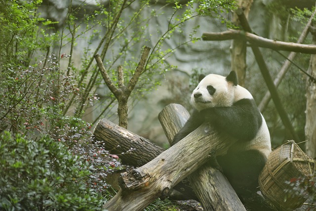 image from Sichuan Giant Panda Sanctuaries Wolong Mt Siguniang and Jiajin Mountains