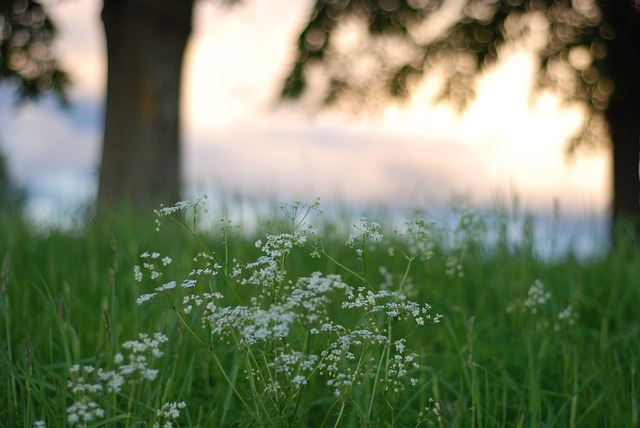 image from Skogskyrkogården