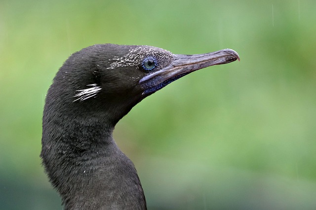 image from Socotra Archipelago