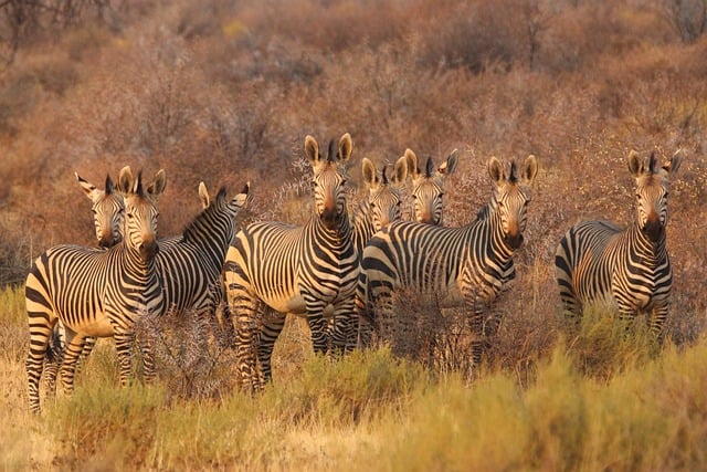 image from Fossil Hominid Sites of South Africa