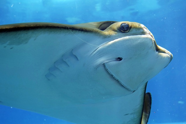 image from Stingray City, Grand Cayman