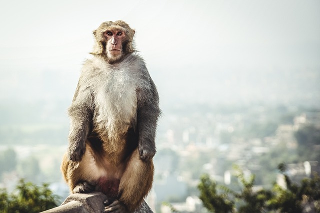 image from Shows and Events Swayambhu