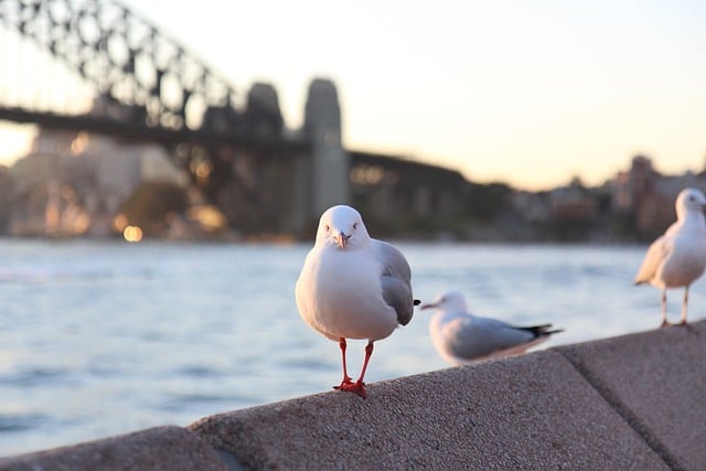 image from Walking Tours Sydney