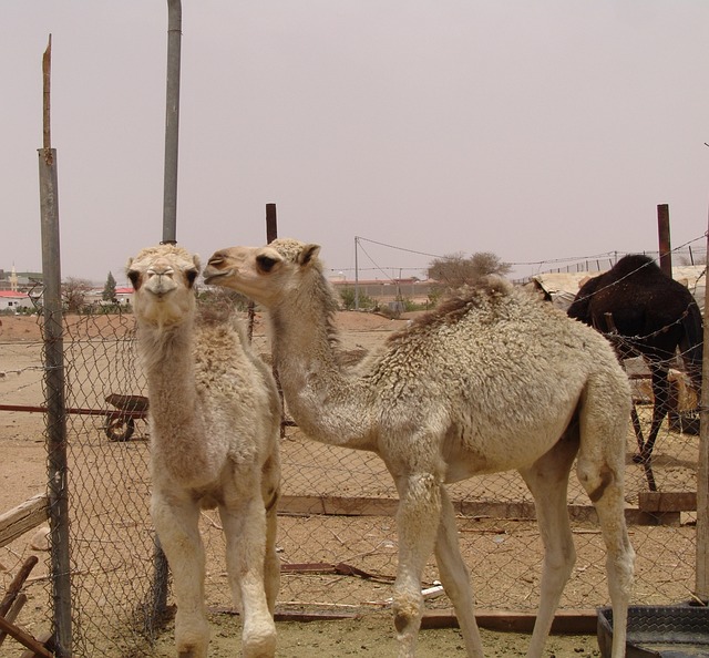 image from Bus Tours Taif