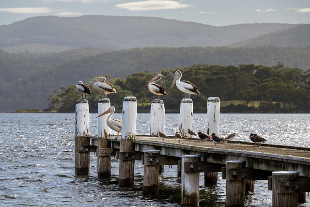 image from Tasmania