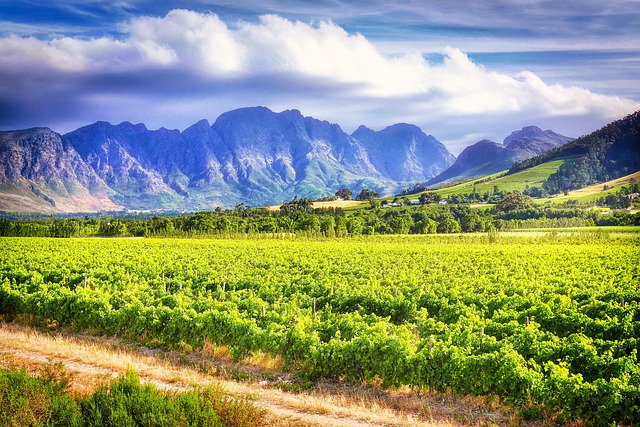 image from Taste Wine in the Stellenbosch South Africas Biggest Winemaking Region