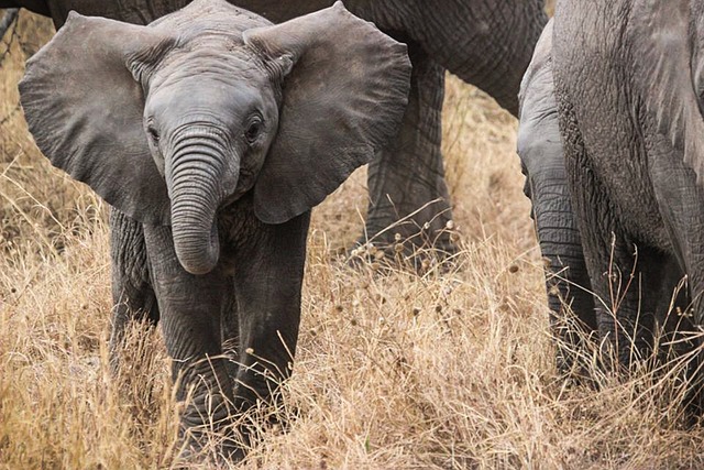 image from Serengeti National Park