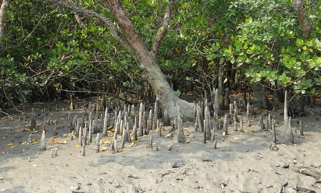 image from The Sundarbans