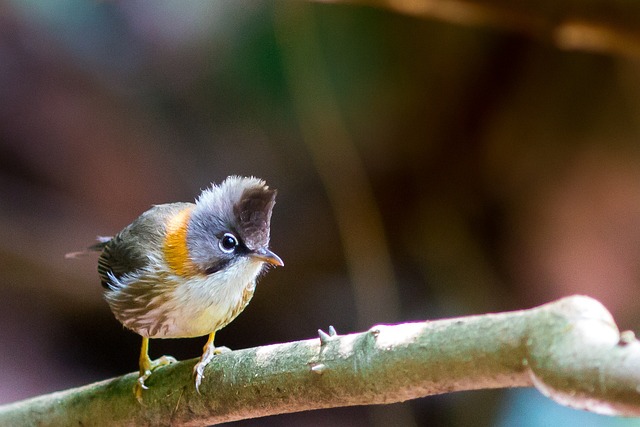 image from Thungyai Huai Kha Khaeng Wildlife Sanctuaries