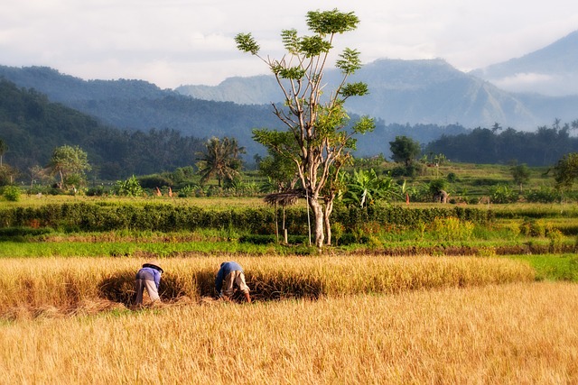 image from Traverse the Lush Rice Paddies in Bali Indonesia