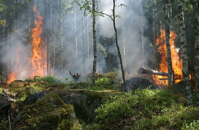 image from Sinharaja Forest Reserve