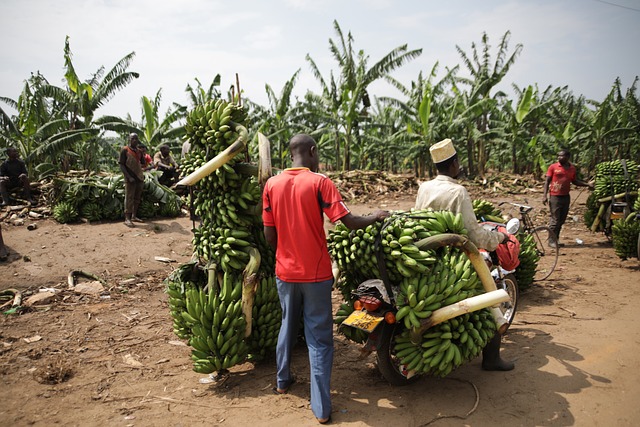 image from Walking Tours Uganda Republic Of