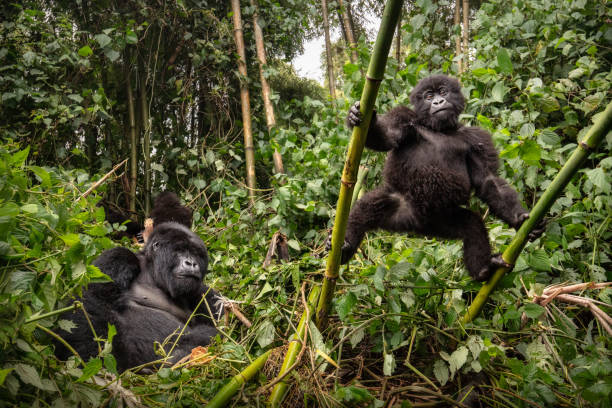 image from Virunga National Park