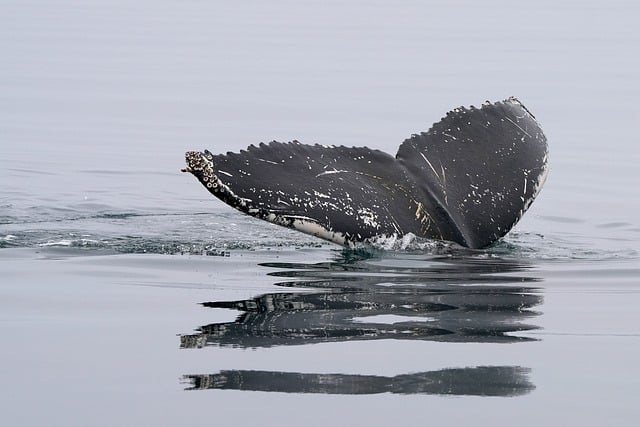 image from Whale Sanctuary of El Vizcaino