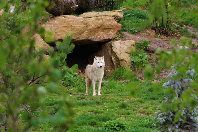 image from Wolfs Lair Poland