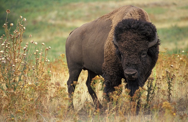 image from Wood Buffalo National Park